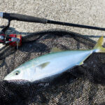 大阪近郊より混雑しない家島諸島でショアジギング|ポイント紹介と釣る為に大事な1つの事とは