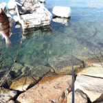 11月下旬坊勢島釣行|延べ竿メバリングの良い点・悪い点を紹介