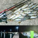 11月下旬坊勢島アジング爆釣|ポイントの見切り方と好釣果となった釣り方とは