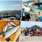 7月中旬海上釣り堀【釣堀紀州】へ釣行|潮がよく動く時の5つの攻略法を紹介