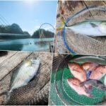 1月の海上釣り堀「雑賀崎シーパーク」へ釣行|魚の活性が低くて釣れない時の４つの攻略法を紹介