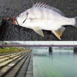 広島の太田川放水路でチニング|当日の釣果・釣り方・釣り場の特徴を紹介