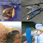 8月にライトルアーフィッシングで釣れる魚種とその釣り方