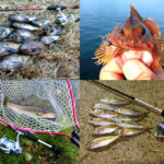 12月の初冬にライトルアーフィッシングで釣れる魚種とその釣り方